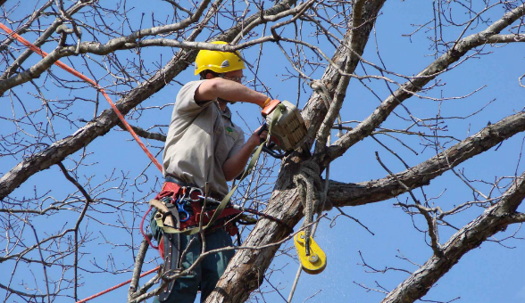 Tree Services