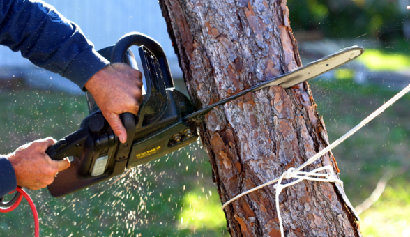 Tree-Removal