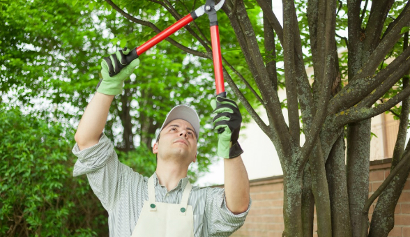 Tree-Trimming